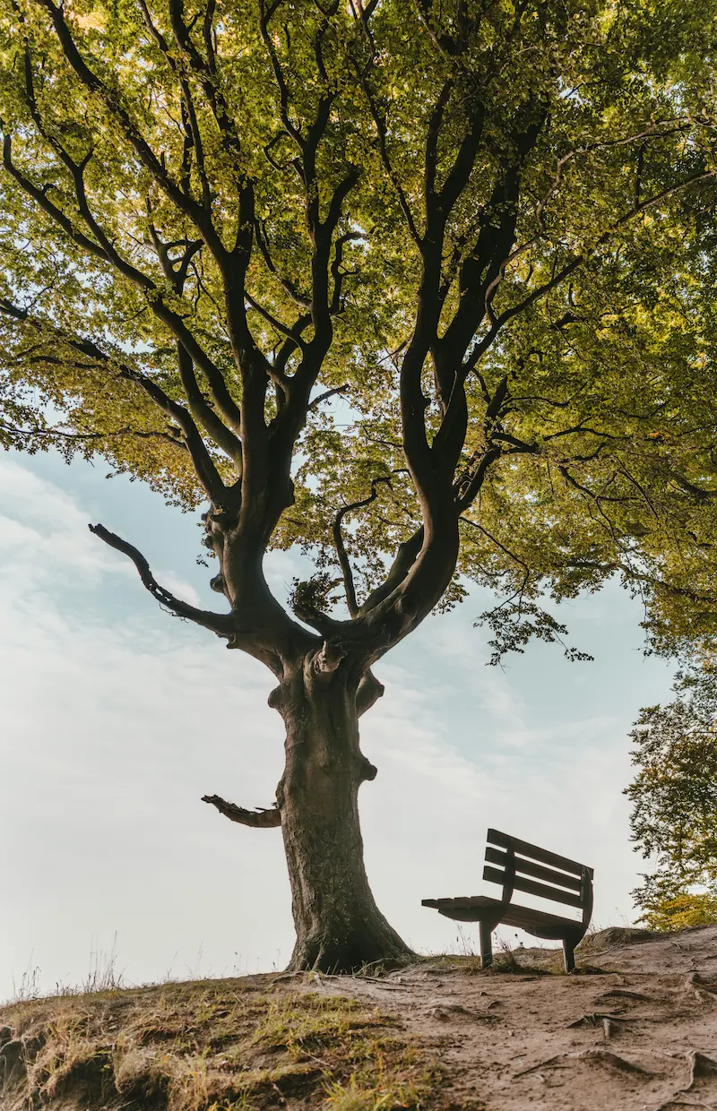 arbre et banc premiere consultation naturopathie
