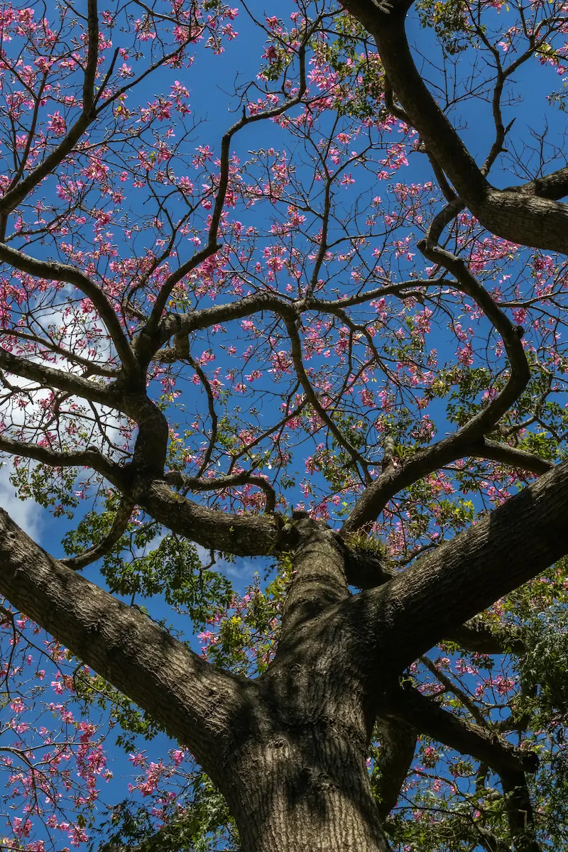 arbre fleuri