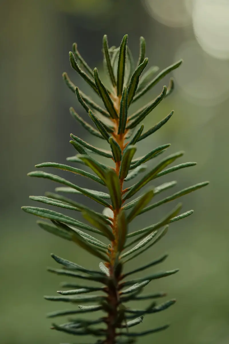 atelier naturo sapin branche