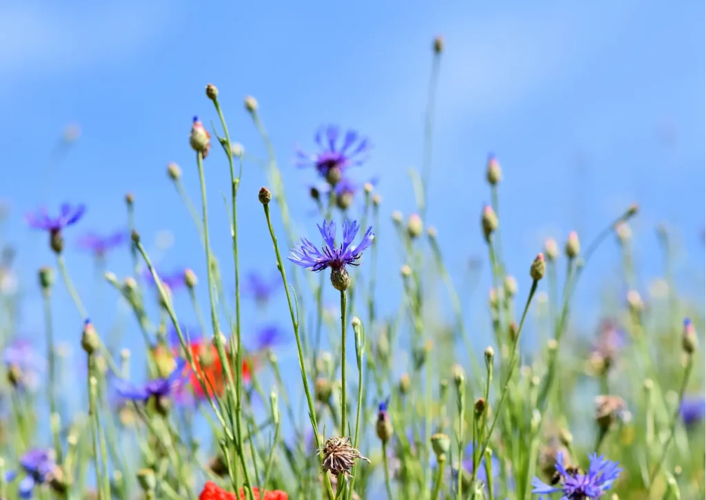 couv prendre rdv naturopathe en ligne fleurs