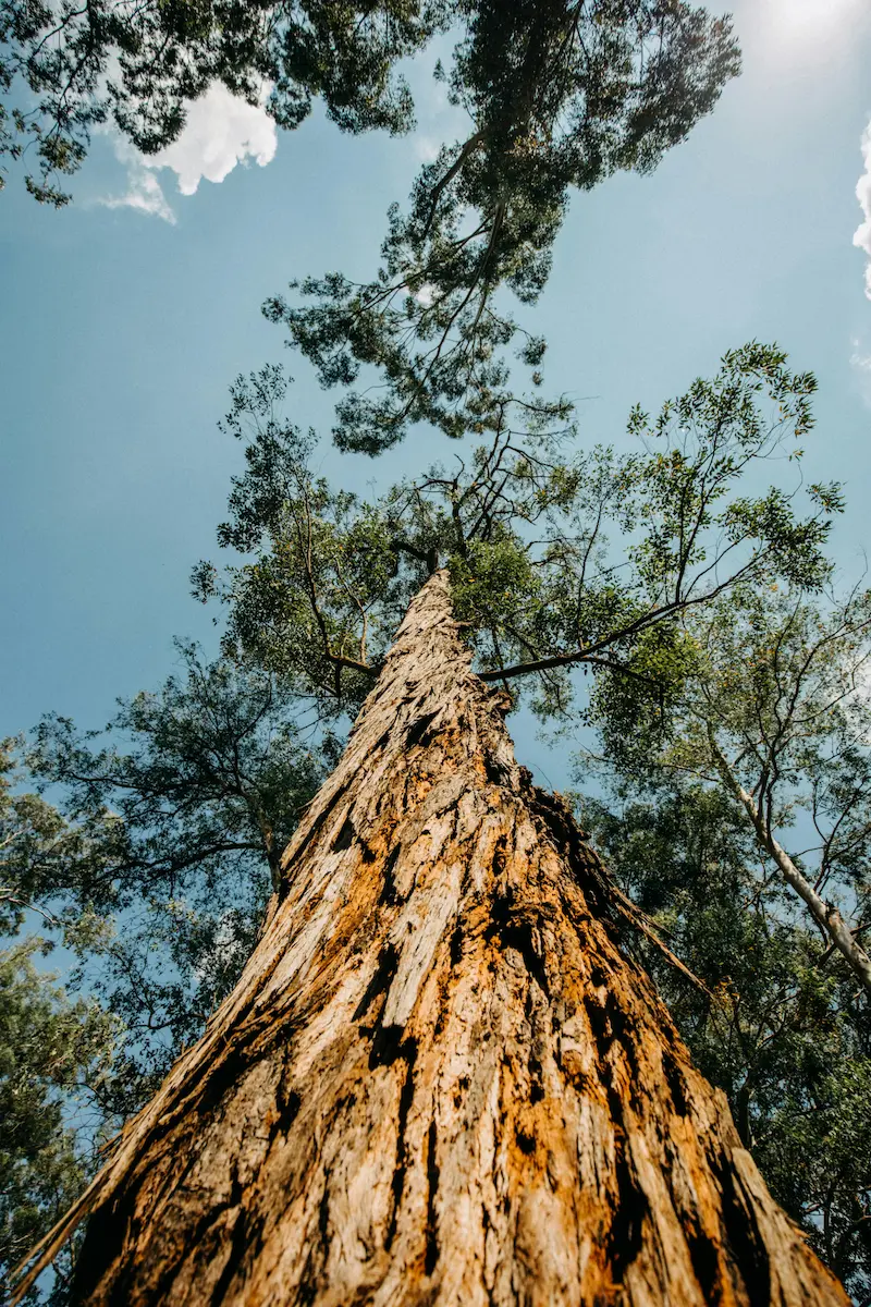 grand arbre consultation suivi naturopathie