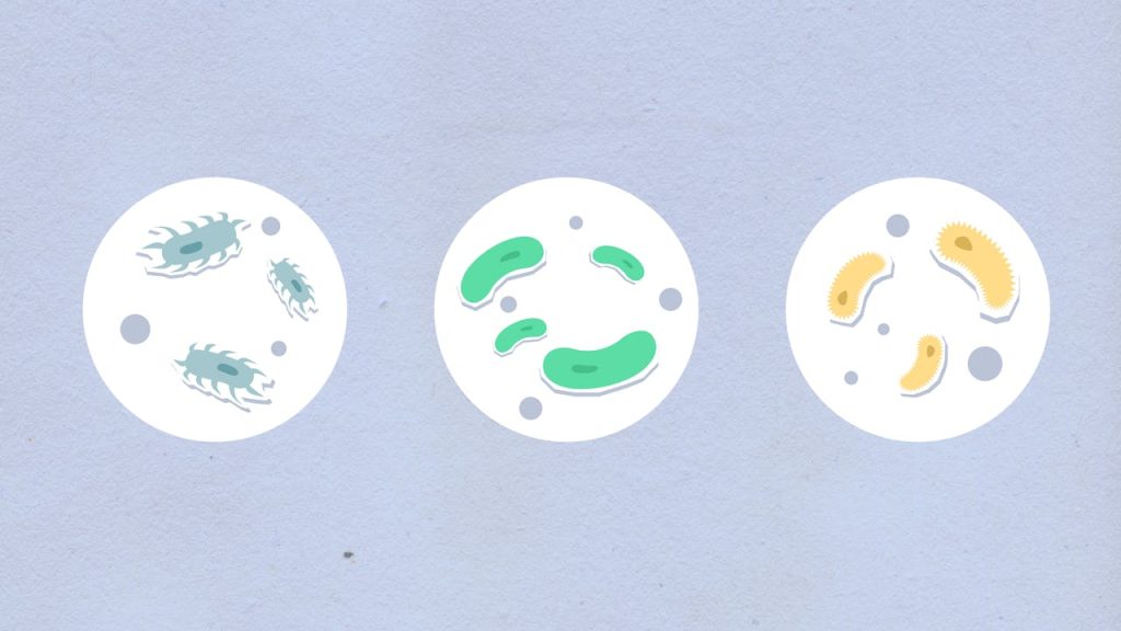 microbiote desequilibre strategie